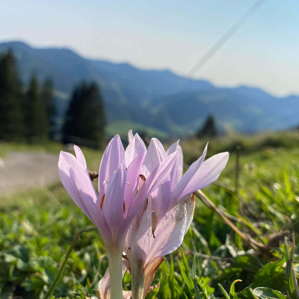 Blühende Herbstzeitlose auf einer Allgäuer Bergwiese mit Panoramablick über das Gunzesrieder Tal